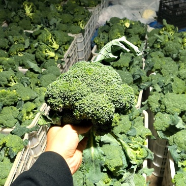 西蓝花