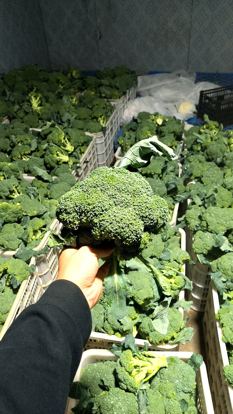 西蓝花