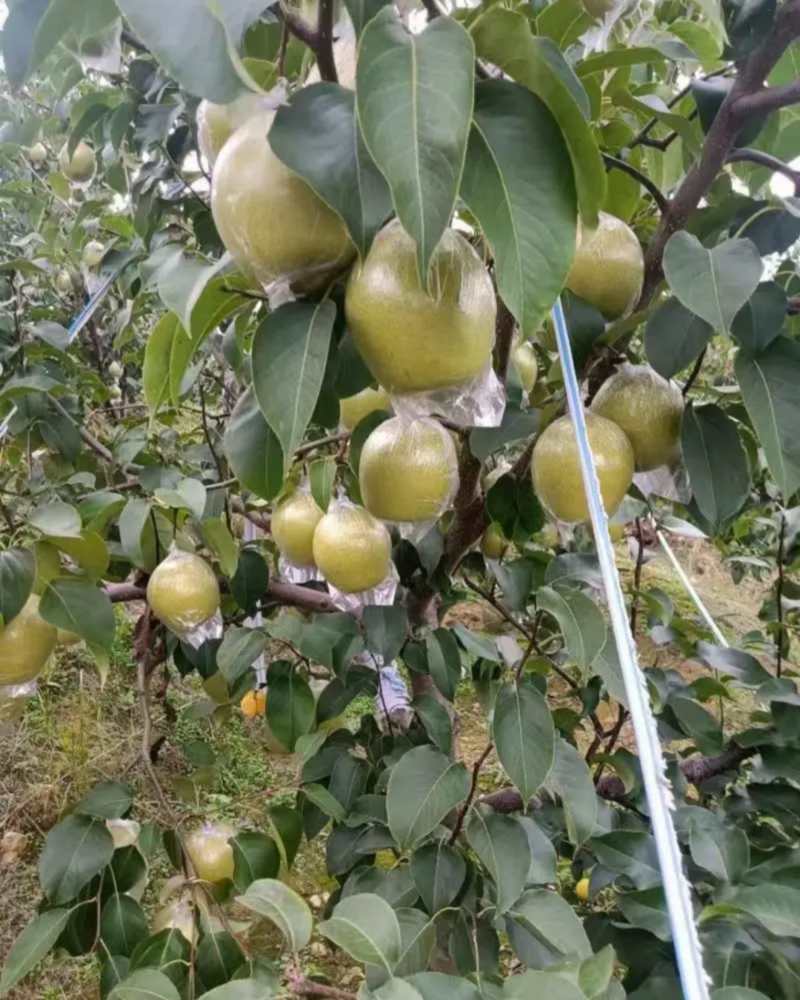 东北雪花梨