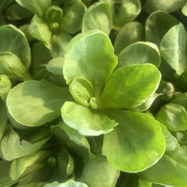 精品茼蒿常年供应