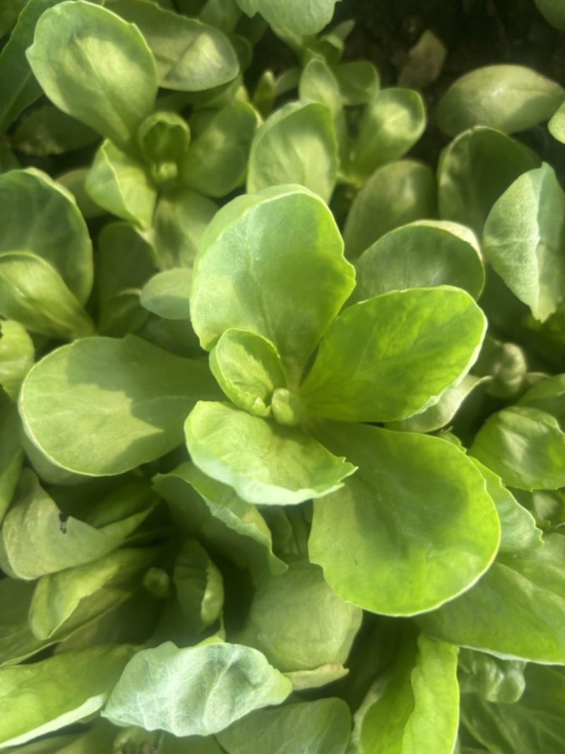 精品茼蒿常年供应