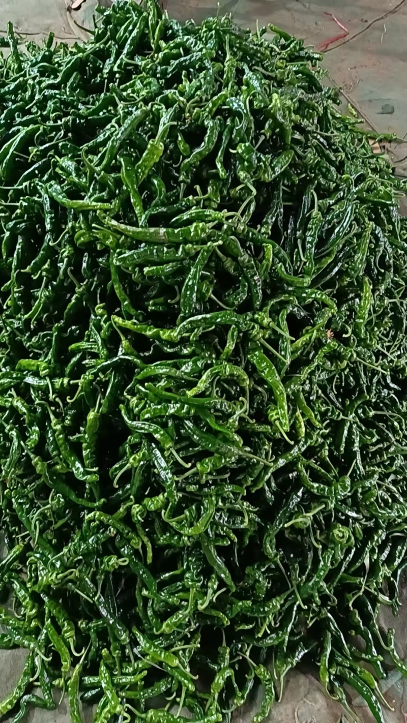 山东小皱皮辣椒