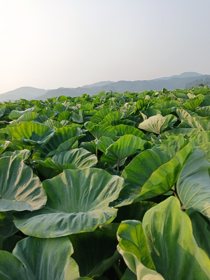 郴州临武优质香芋