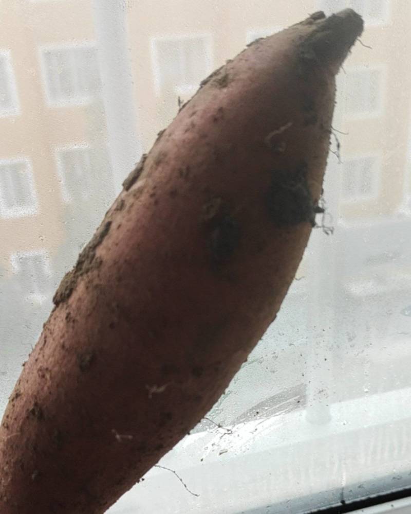 烟薯25地瓜