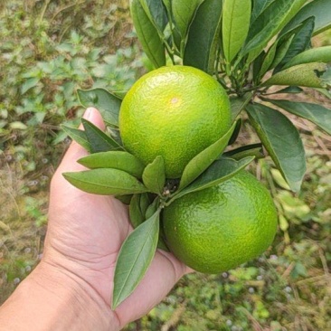 国庆一号特早柑橘