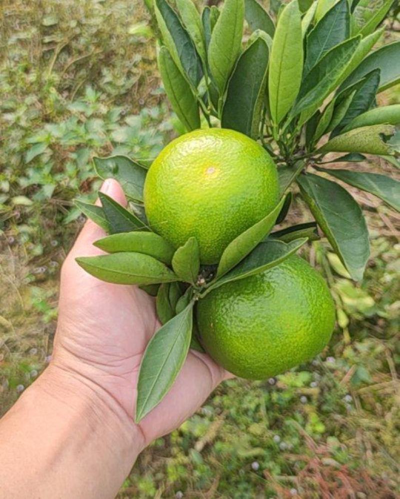 国庆一号特早柑橘
