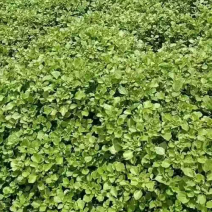 农场种植批发小叶茼蒿，大量批发，提前预订价格优势，皇帝菜