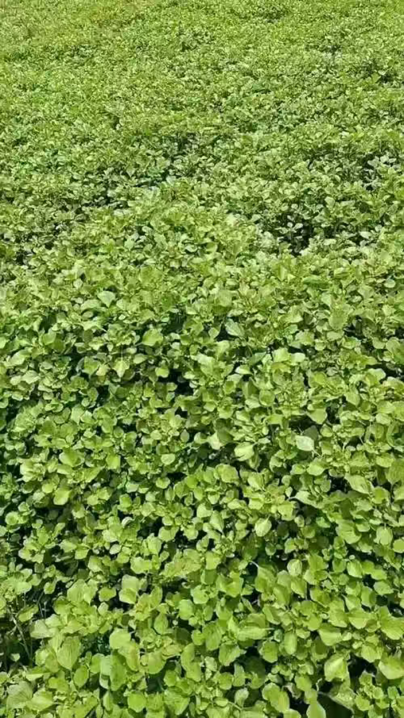 农场种植批发小叶茼蒿，大量批发，提前预订价格优势，皇帝菜