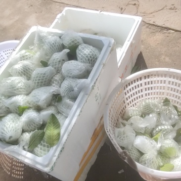 西瓜红芭乐