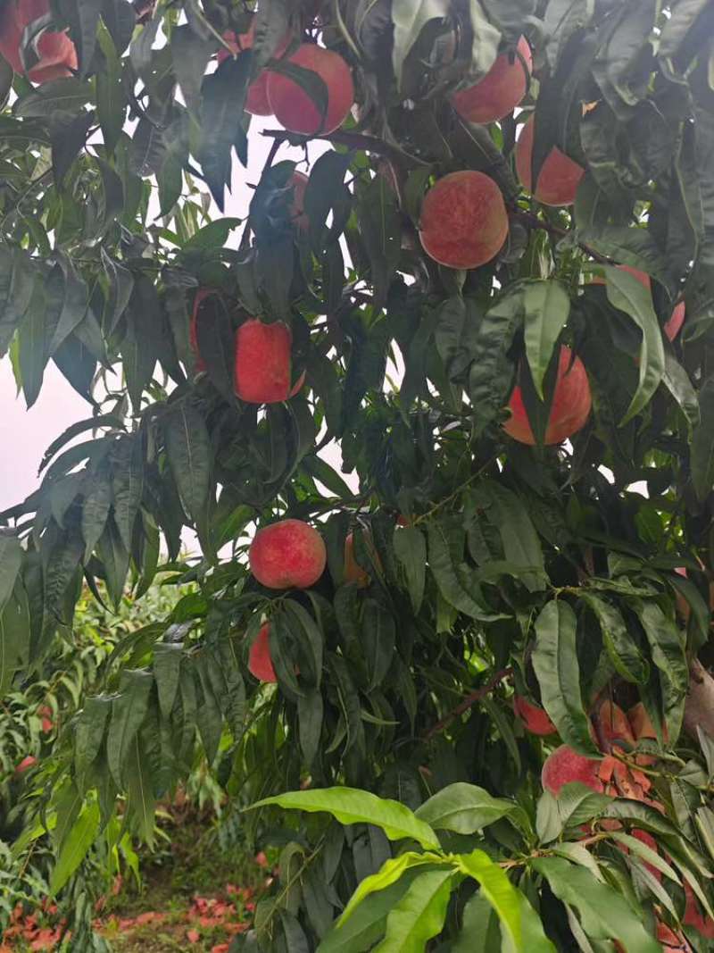 山东青岛莱西迎霜红桃