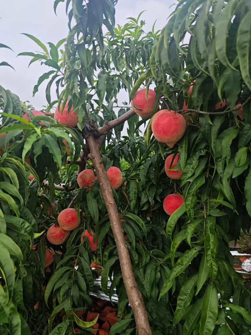 山东青岛莱西迎霜红桃