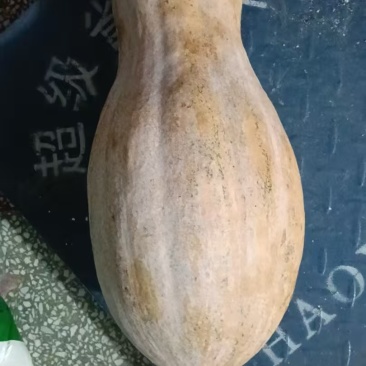 密本南瓜