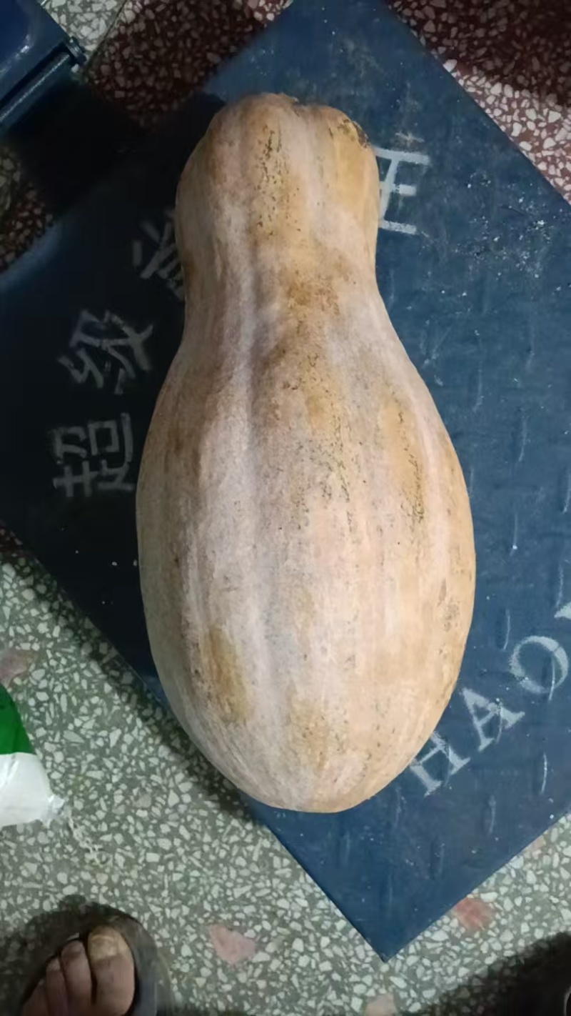 密本南瓜