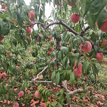 胶南宝山桃子金秋红蜜