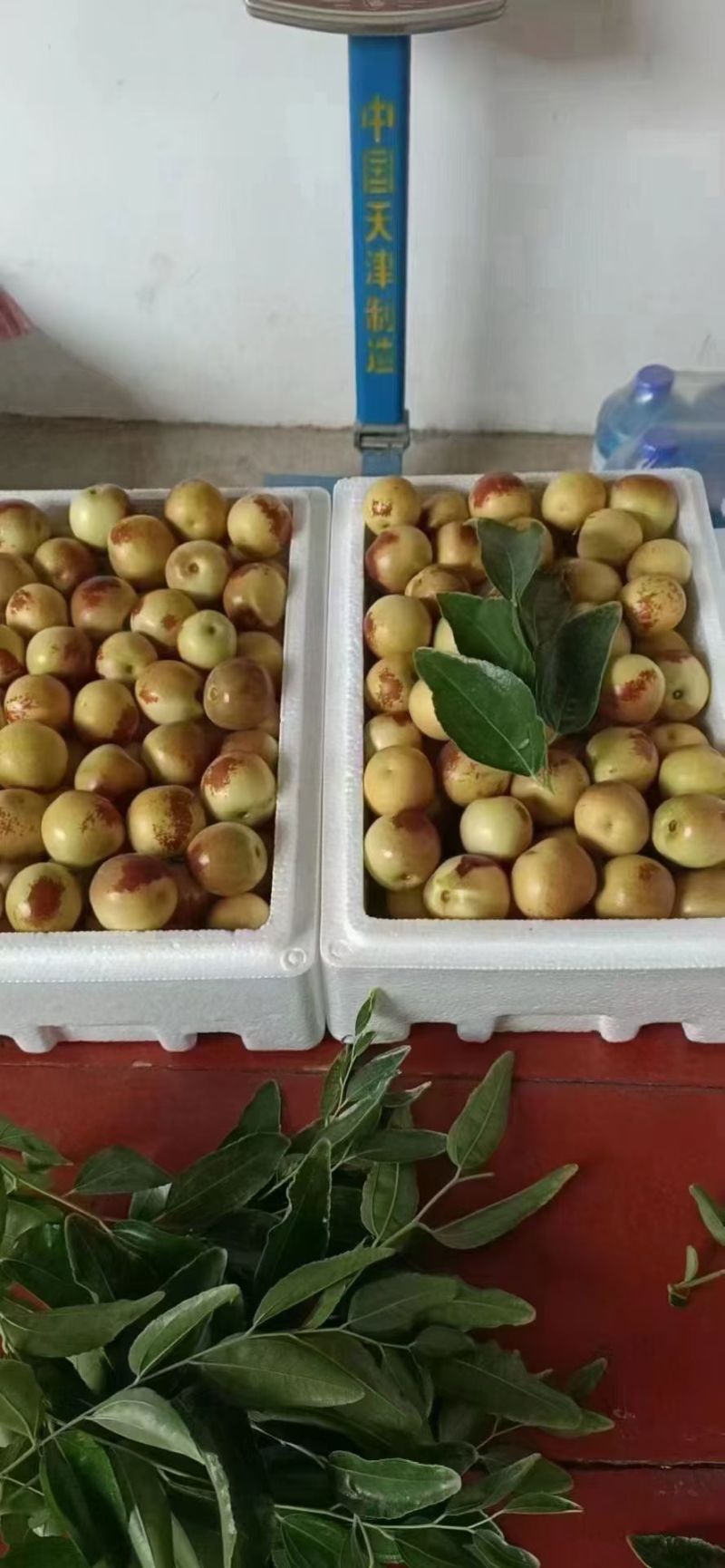 陕西大荔冬枣