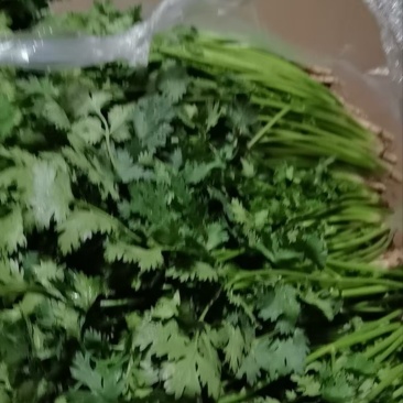 香菜