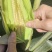 新疆新湖青储