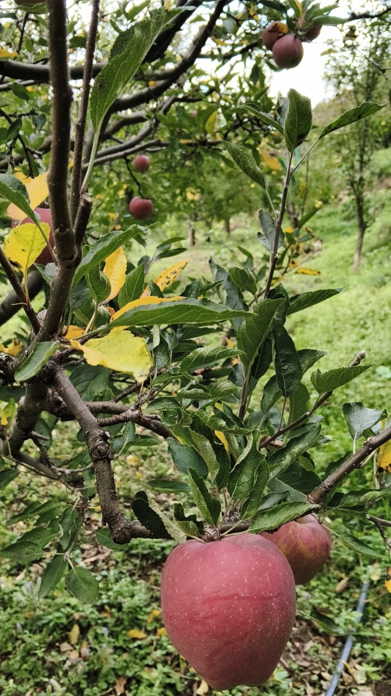 小金青苹果，红富士
