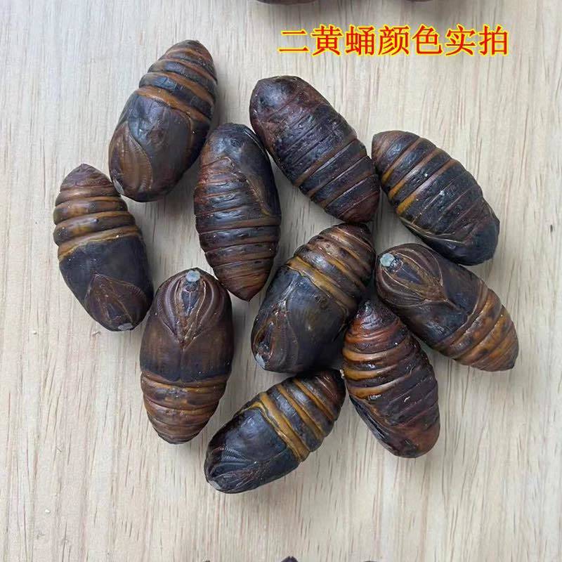 辽宁西丰蚕蛹大量批发