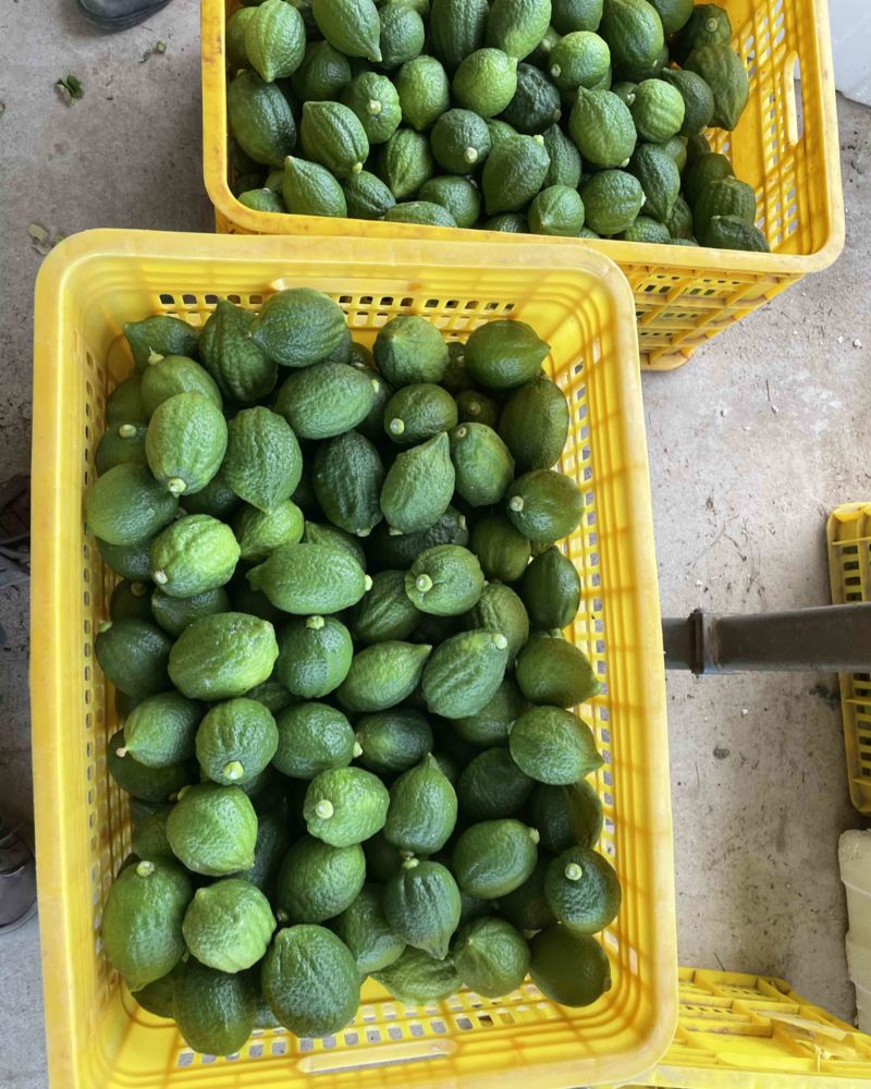 广西香水柠檬