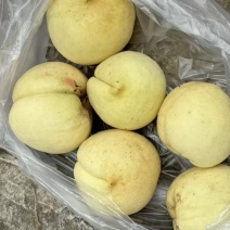 冬桃上市了需要的老板速度