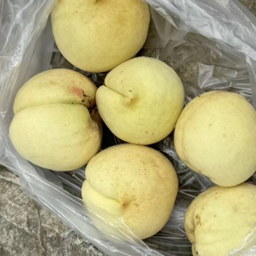 冬桃上市了需要的老板速度