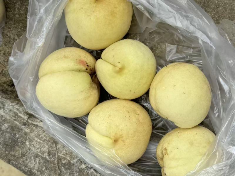 冬桃上市了需要的老板速度