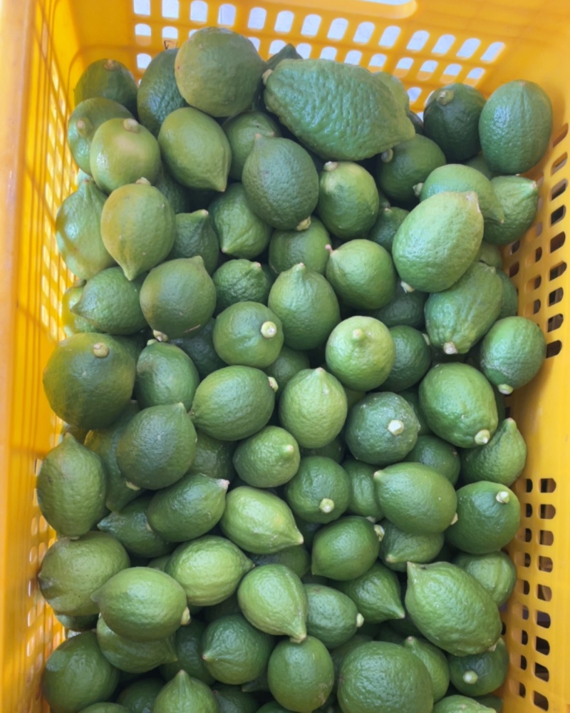 广西香水柠檬