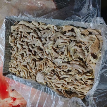 破口牛小肠，6/7成熟，精修