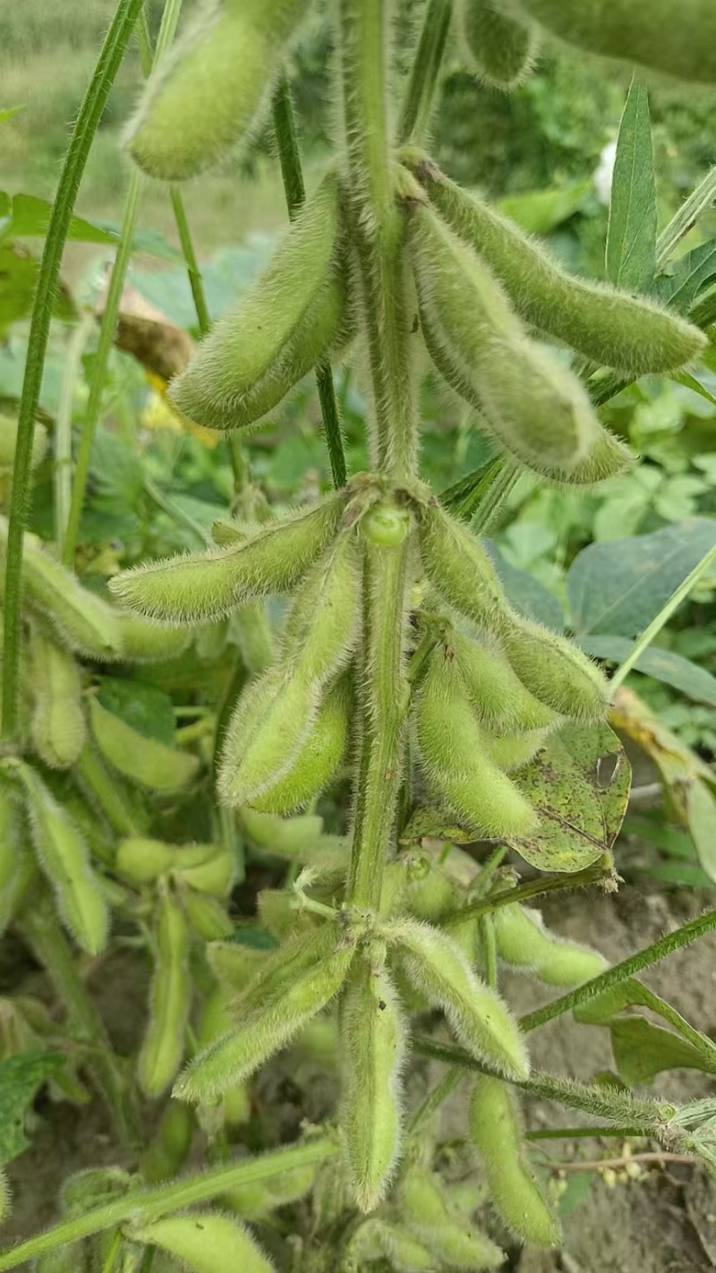 毛豆