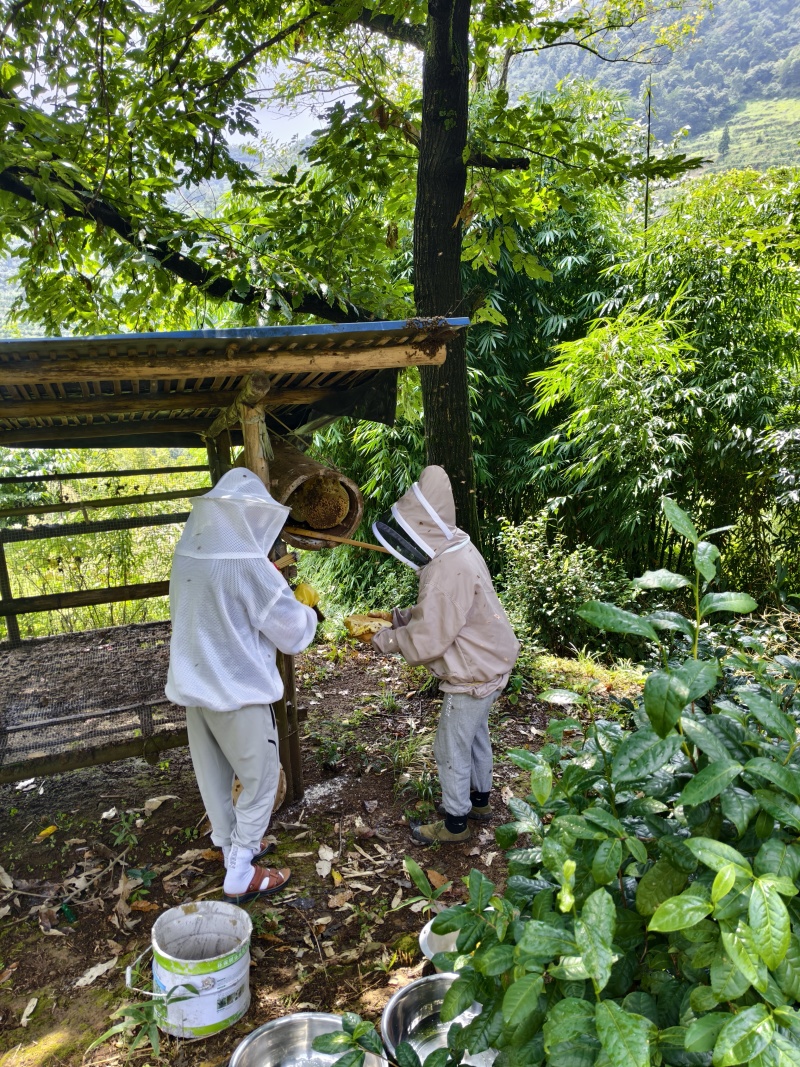 农村土蜂蜜