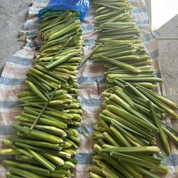 高山茭白，全白