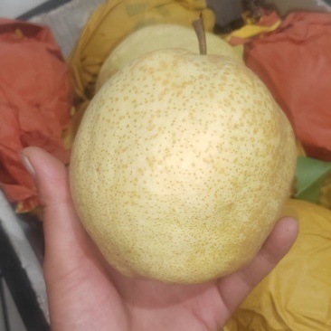 🎉新品种梨——山农酥梨🍐皮薄肉嫩口感酥脆甜度适中