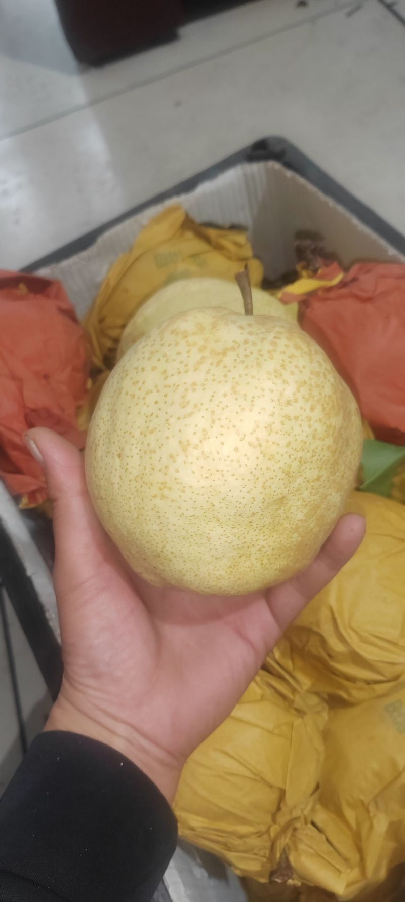 🎉新品种梨——山农酥梨🍐皮薄肉嫩口感酥脆甜度适中