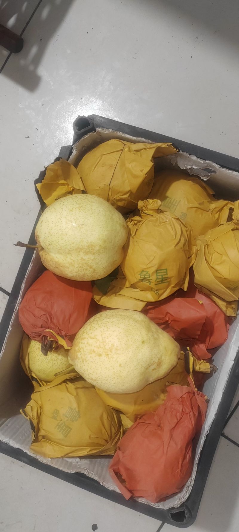 🎉新品种梨——山农酥梨🍐皮薄肉嫩口感酥脆甜度适中