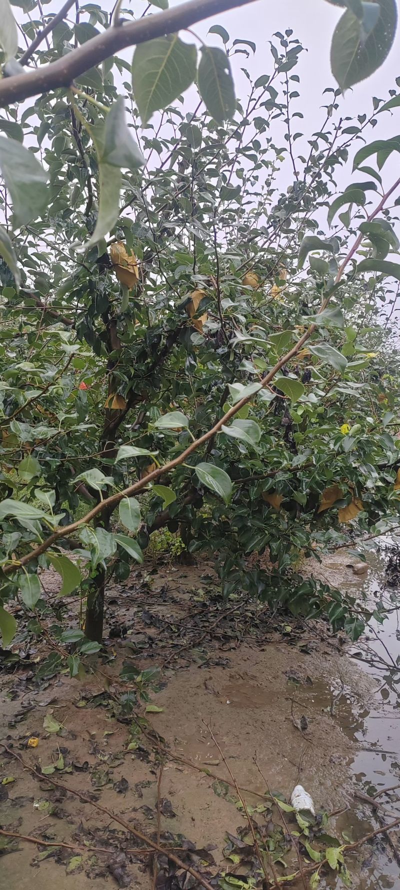 🎉新品种梨——山农酥梨🍐皮薄肉嫩口感酥脆甜度适中