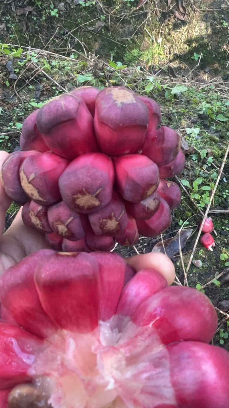 老虎果果农直销