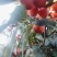 火葫芦，吊红