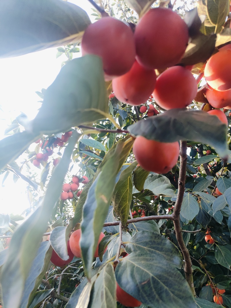 火葫芦，吊红
