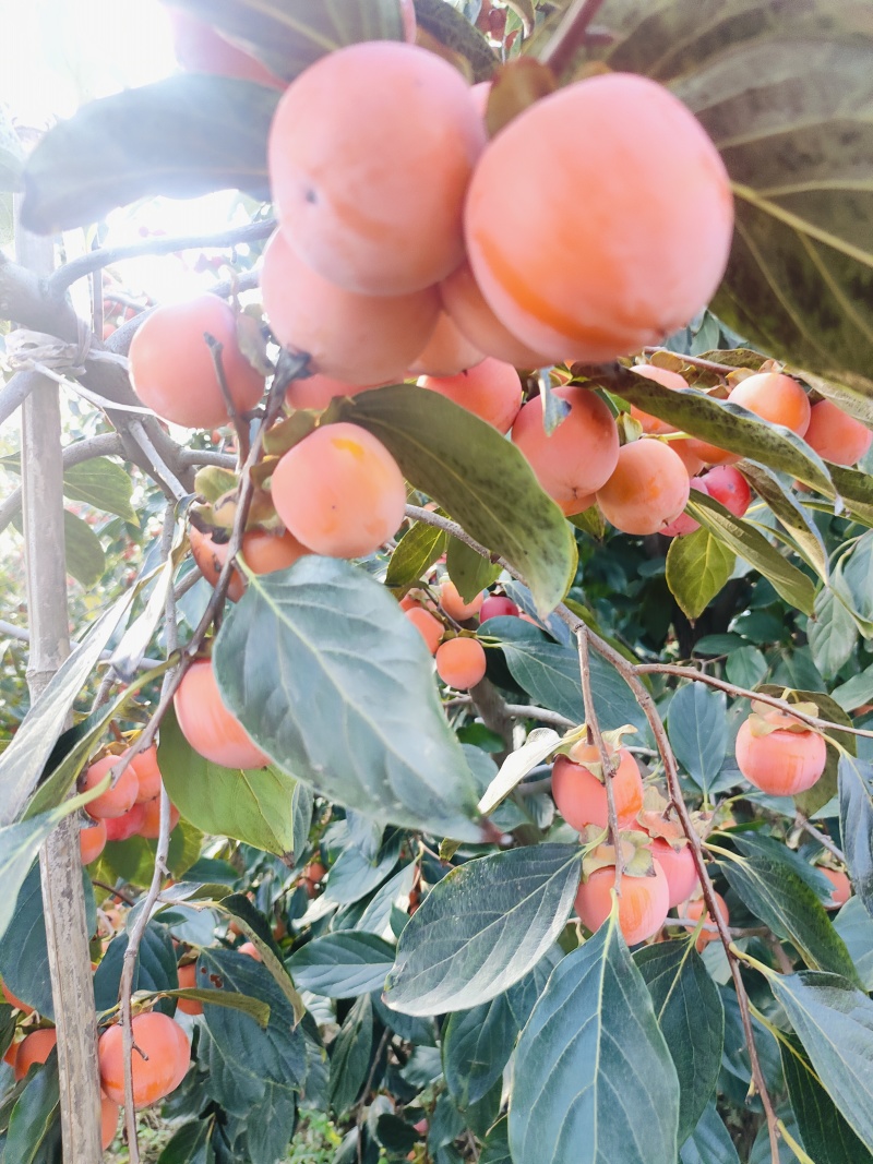 火葫芦，吊红