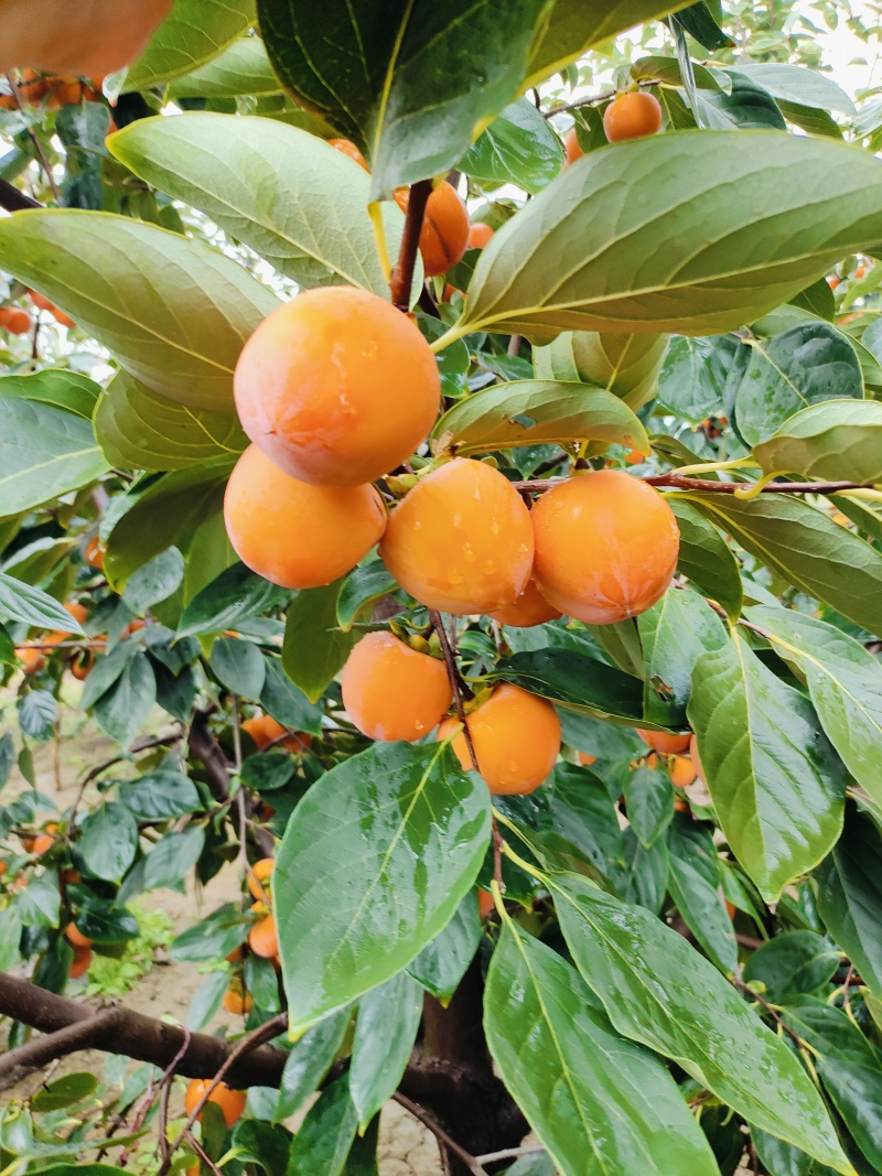 火葫芦，吊红