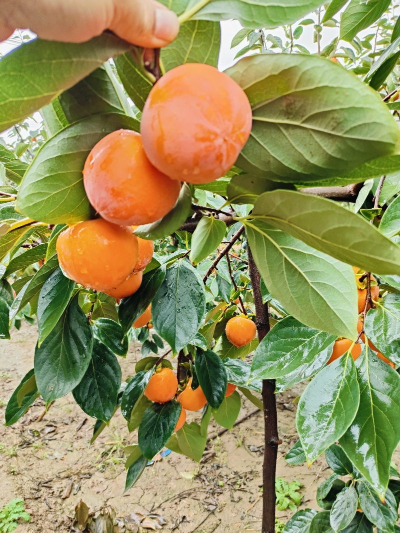 火葫芦，吊红