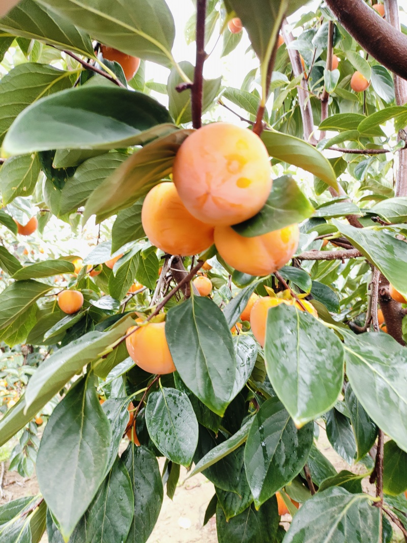 火葫芦，吊红