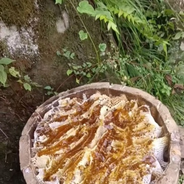 土蜂蜜