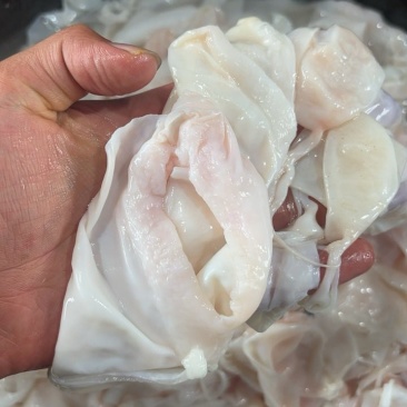 大白鲢鱼花鲢鱼鱼泡内泡