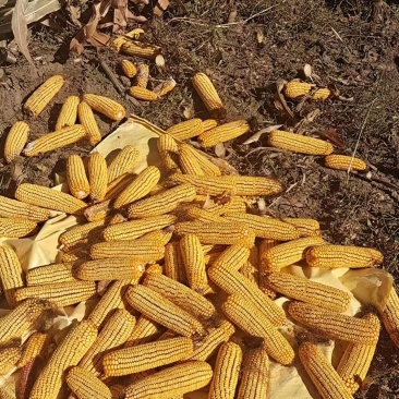 依兰县精品玉米一百多吨