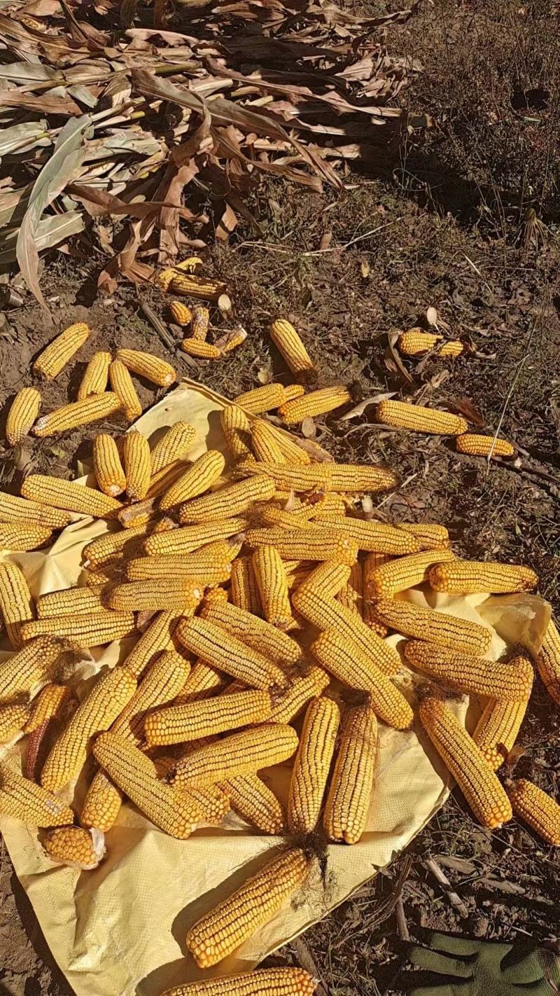 依兰县精品玉米一百多吨