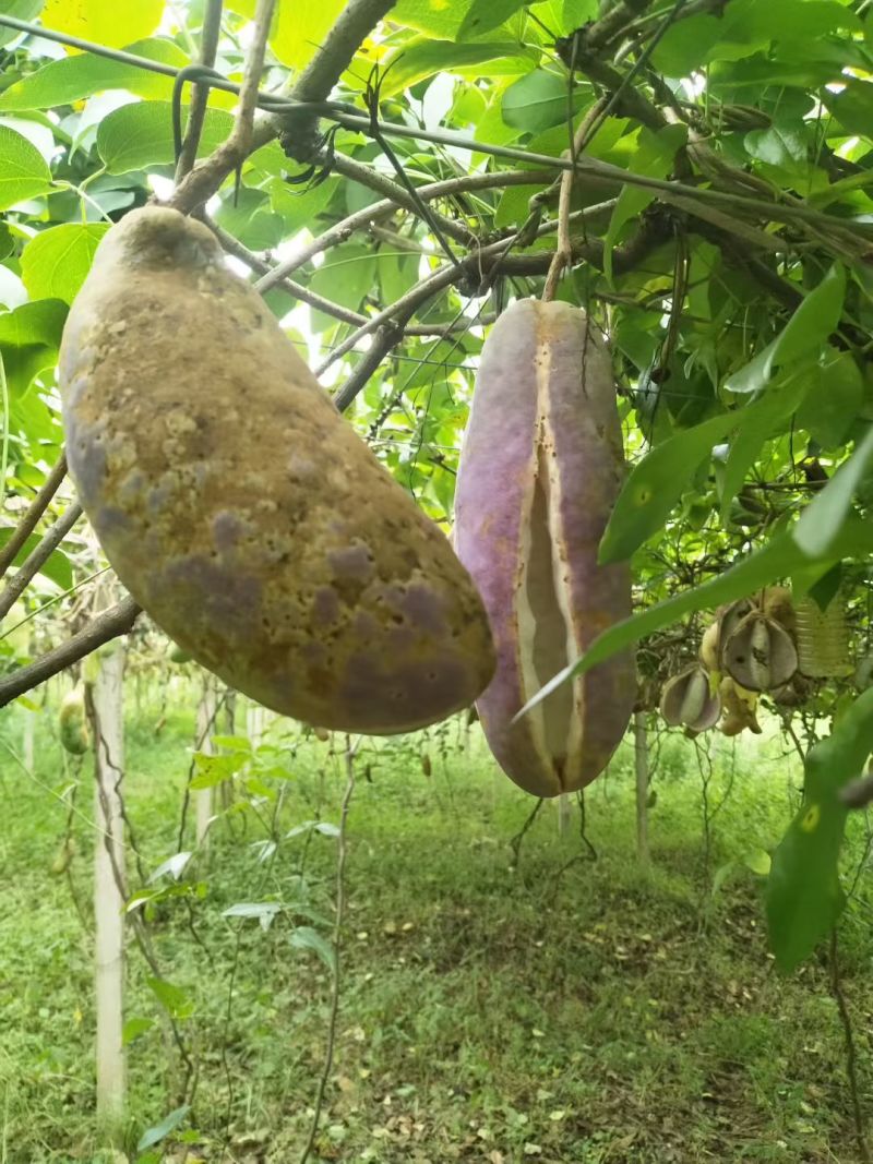 八月瓜鲜果