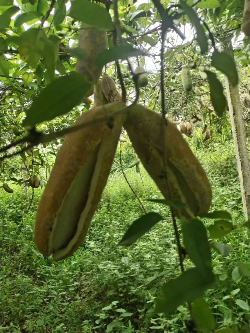 八月瓜鲜果