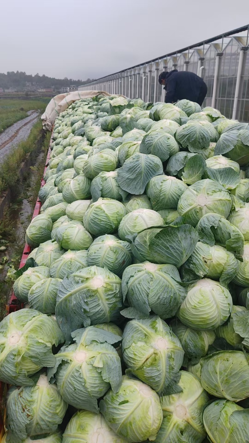 平包菜